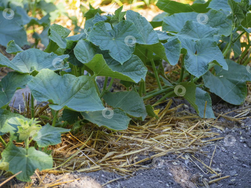 Скачать Молодое органическое растение огурца, растущее на мульчирующей подстилке из соломы. растения на мульче фотосток Ozero