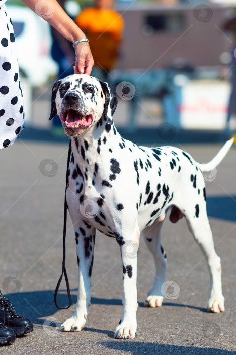 Скачать Хозяйка держит свою долматинскую собаку на поводке во время прогулки по городской улице. фотосток Ozero