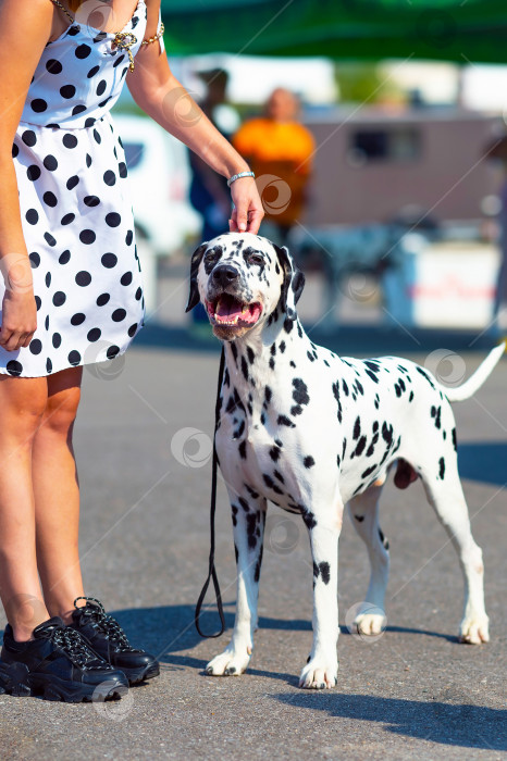 Скачать Хозяйка держит свою долматинскую собаку на поводке во время прогулки по городской улице. фотосток Ozero