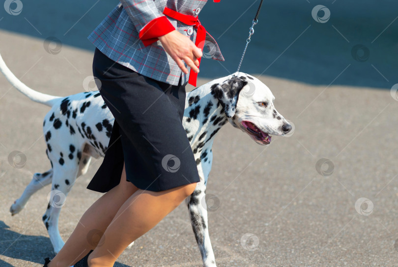 Скачать Собака-долматинец выбегает на прогулку в городской парк на поводке со своим хозяином. фотосток Ozero
