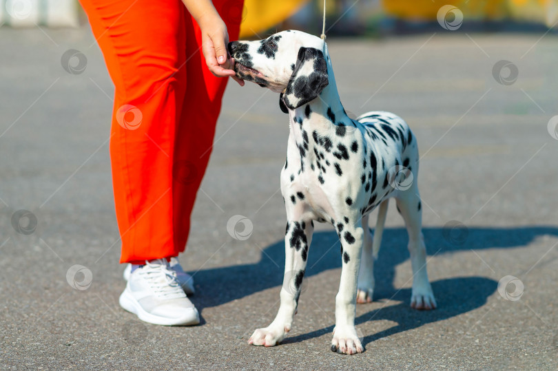 Скачать Щенок долматинской собаки прогуливается по городской улице на поводке со своим хозяином. фотосток Ozero