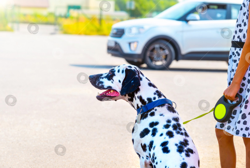 Скачать Хозяйка держит свою долматинскую собаку на поводке во время прогулки на фоне автомобиля. Концепция путешествия на пикник. фотосток Ozero