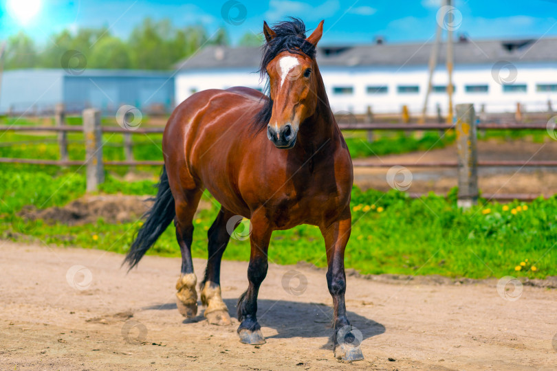 Скачать Лошадь прогуливается рядом с конюшней или фермой на ранчо. фотосток Ozero