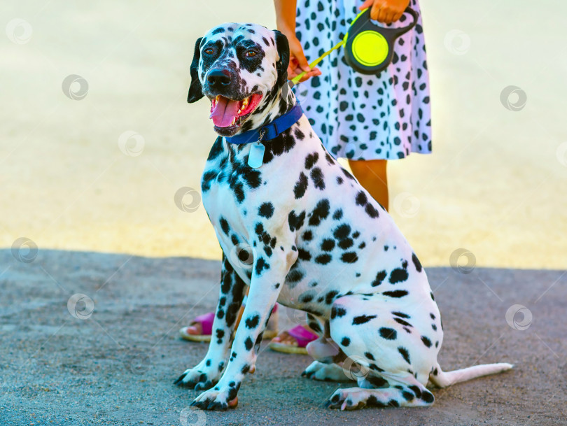 Скачать Далматинская собака сидит и отдыхает во время прогулки на поводке со своим хозяином. фотосток Ozero