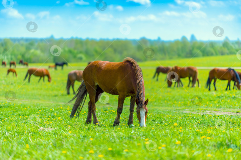 Скачать Красивая коричневая лошадь пасется на цветущем солнечном лугу в поле вместе со стадом лошадей. Чистокровная кобыла на пастбище летом. Пейзаж, обои. фотосток Ozero