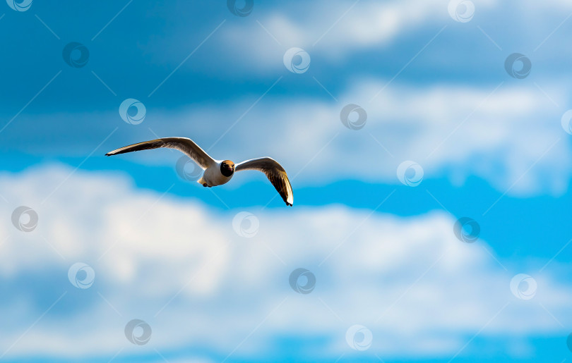 Скачать Чайка летит в избирательном фокусе в голубом небе с красивыми облаками. Парящая птица, концепция свободы. фотосток Ozero