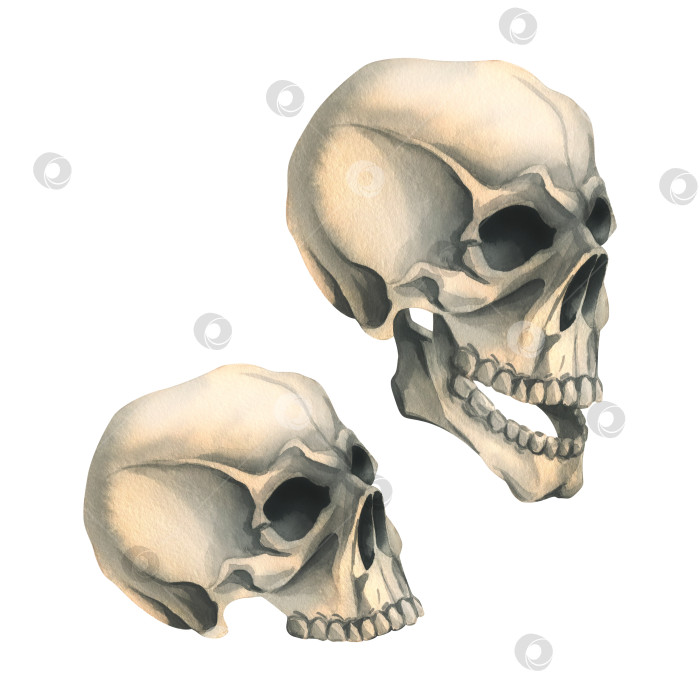 Скачать Вид человеческого черепа сбоку в профиль и без нижней челюсти. Нарисованная от руки акварельная иллюстрация к Хэллоуину, дню мертвых, Диа-де-лос-муэртос. Набор изолированных объектов на белом фоне фотосток Ozero