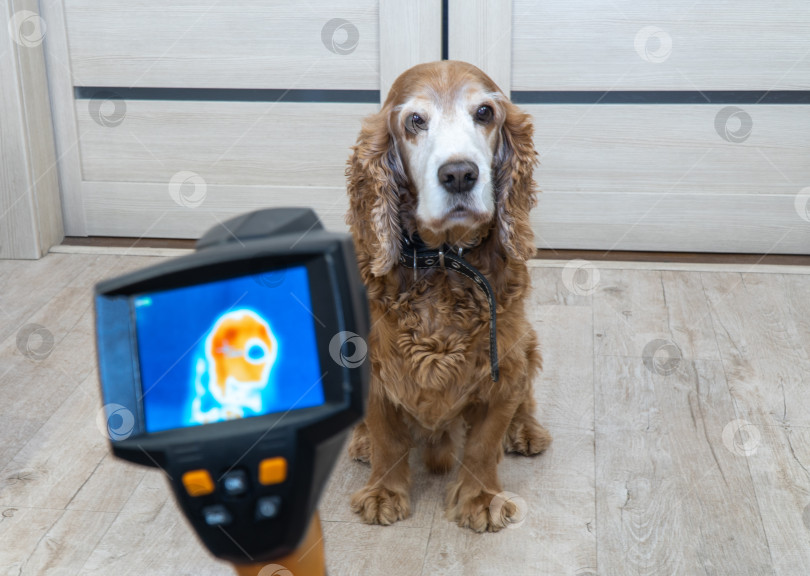 Скачать измерение температуры тела собак с помощью тепловизора. избирательный фокус фотосток Ozero
