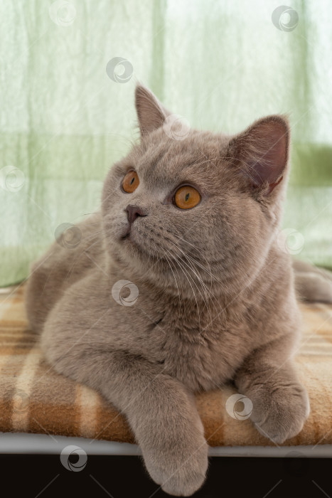 Скачать портрет взрослой кошки. Британская короткошерстная кошка. фотосток Ozero