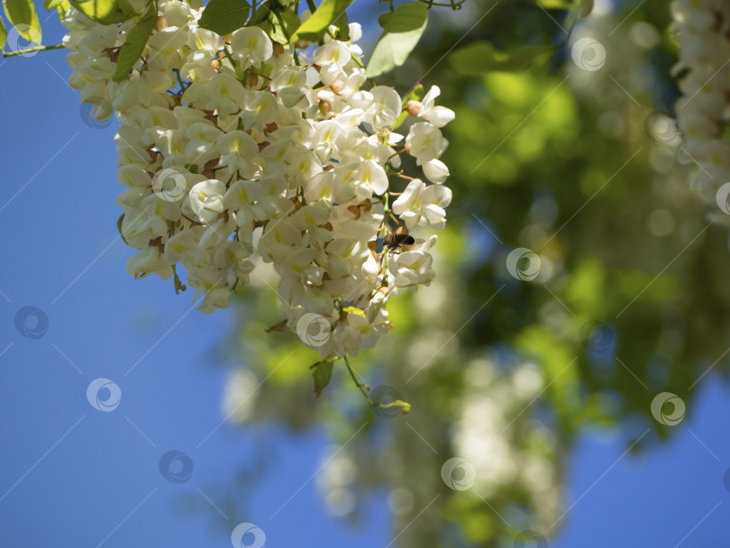 Скачать Цветочный весенний фон. Цветущие ветви акации с белыми цветами Robinia pseudoacacia (Черная саранча, ложная акация) на фоне голубого неба. Место для копировальных аппаратов фотосток Ozero