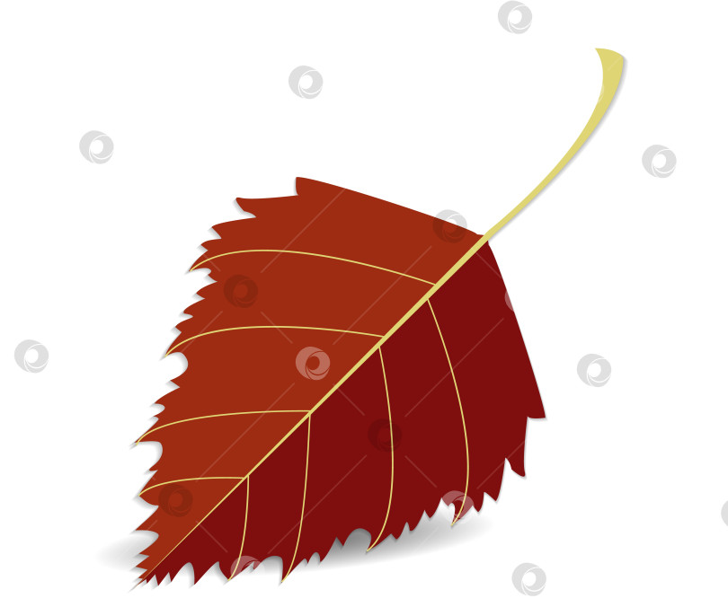 Скачать Осенний красный лист, детализированный, крупным планом, березовый лист, выделенный на белом или прозрачном фоне с тенью фотосток Ozero