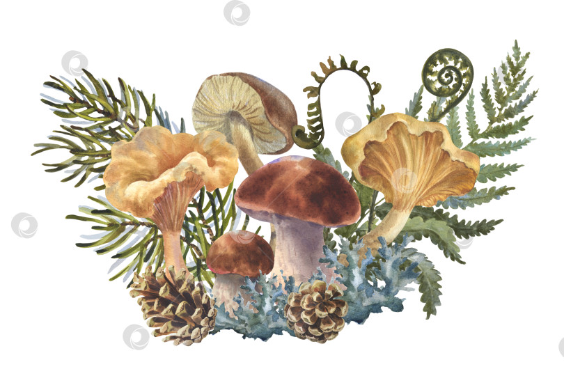 Скачать Акварельная иллюстрация лесных грибов лисичек с кустами черники, лесным растением, шишками и еловой веткой. Нарисованная от руки иллюстрация, выделенная на белом фоне. фотосток Ozero