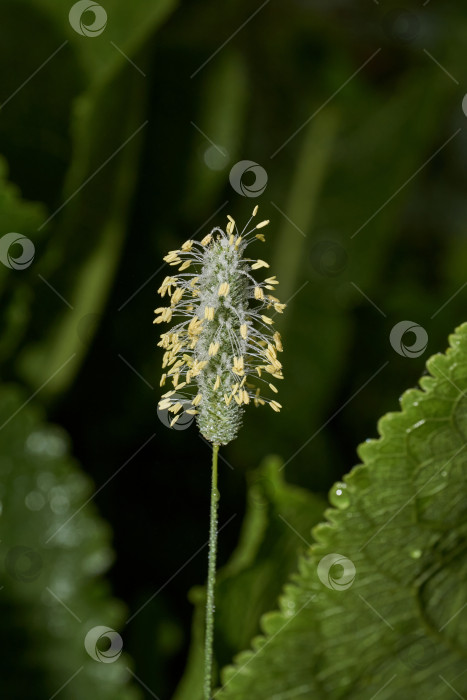 Скачать Утренняя роса на соцветиях тимофеевки луговой (лат. Phleum Pratense). Раннее утро на берегу озера фотосток Ozero