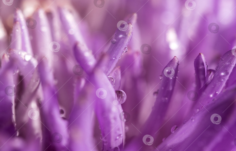 Скачать капли воды на лепестках пурпурной астры фотосток Ozero