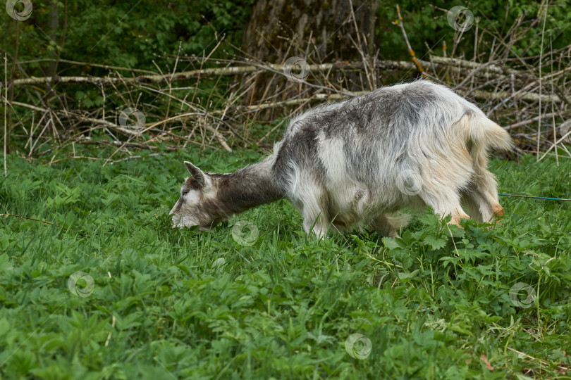 Скачать Весна. Коза пасется на лугу теплым майским днем. фотосток Ozero