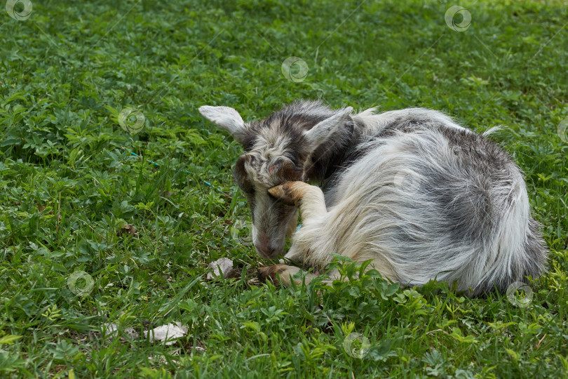 Скачать Весна. Коза пасется на лугу теплым майским днем. фотосток Ozero