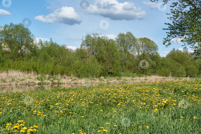 Скачать Весна. Одуванчики цветут на лужайке в пойме реки Снежеть. фотосток Ozero