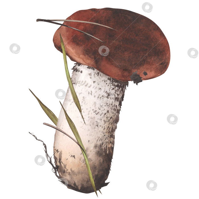 Скачать Коричневый белый гриб. Акварельная иллюстрация съедобного гриба. Иллюстрация ботанического леса для дизайна, печати или фона фотосток Ozero