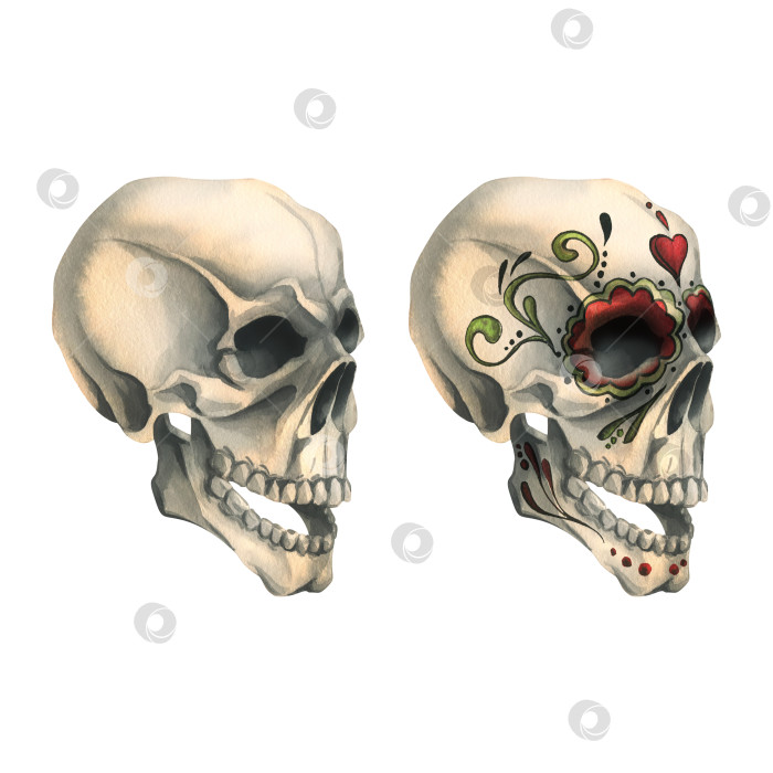 Скачать Профиль человеческого черепа с нарисованным орнаментом - злой, ужасный. Нарисованная от руки акварельная иллюстрация ко дню мертвых, Хэллоуину, Диа-де-лос-муэртос. Набор изолированных объектов на белом фоне. фотосток Ozero