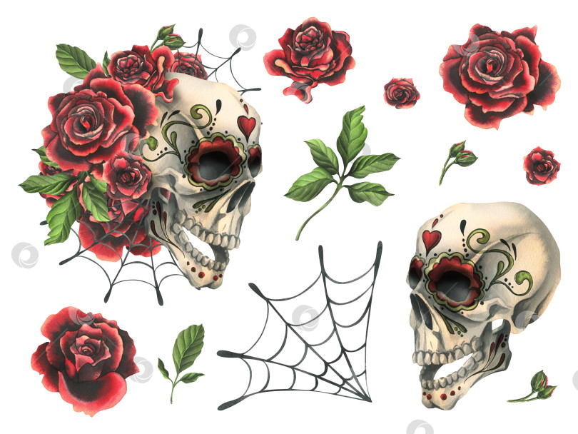 Скачать Украшенный человеческий череп красными розами и паутиной. Нарисованная от руки акварельная иллюстрация ко дню мертвых, Хэллоуину, Диа-де-лос-муэртос. Набор изолированных элементов на белом фоне. фотосток Ozero