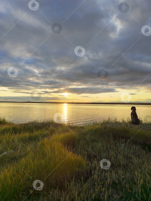 Скачать Собака, смотрящая на закат солнца. фотосток Ozero