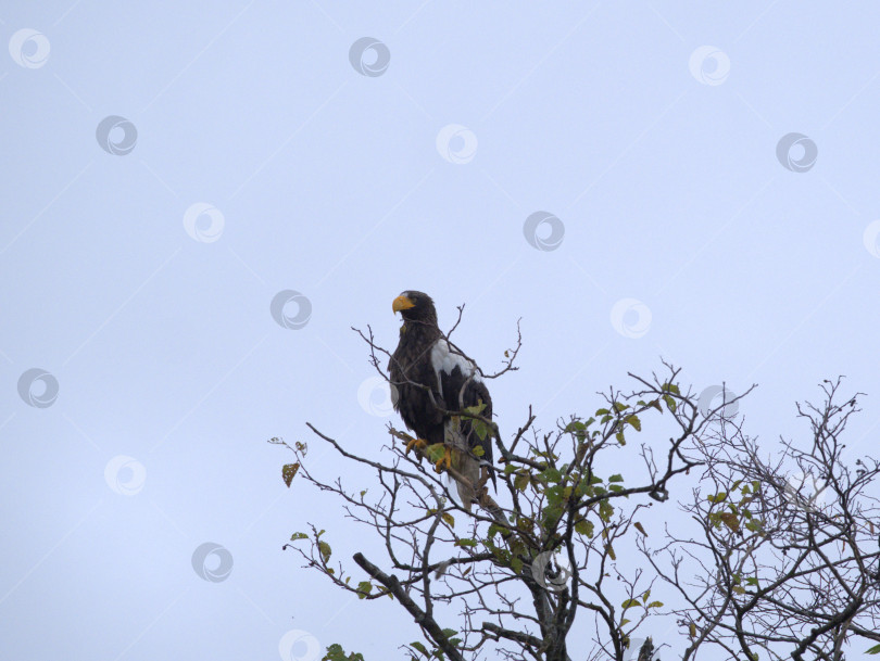 Скачать Орлан на дереве. фотосток Ozero