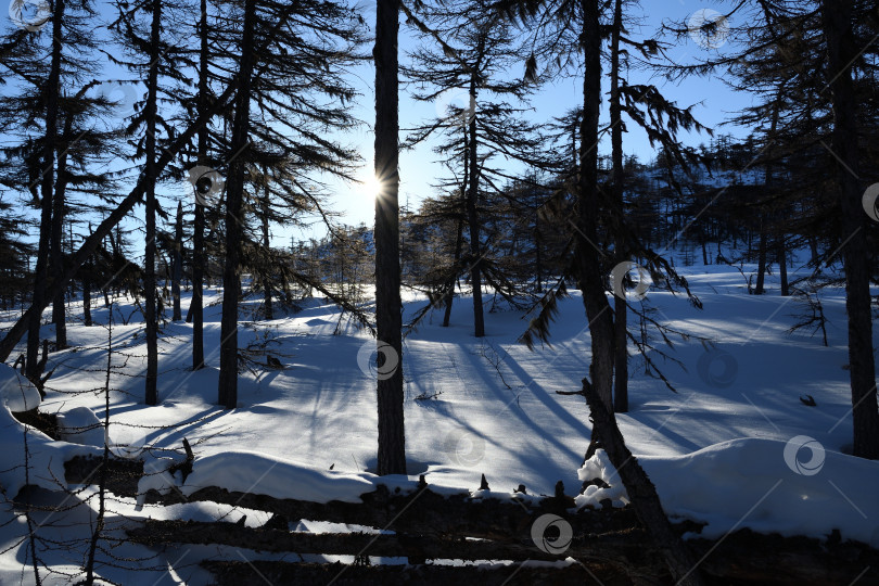 Скачать Утро в зимнем лесу. фотосток Ozero