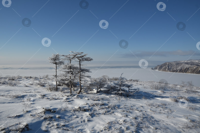 Скачать Три лиственницы. фотосток Ozero