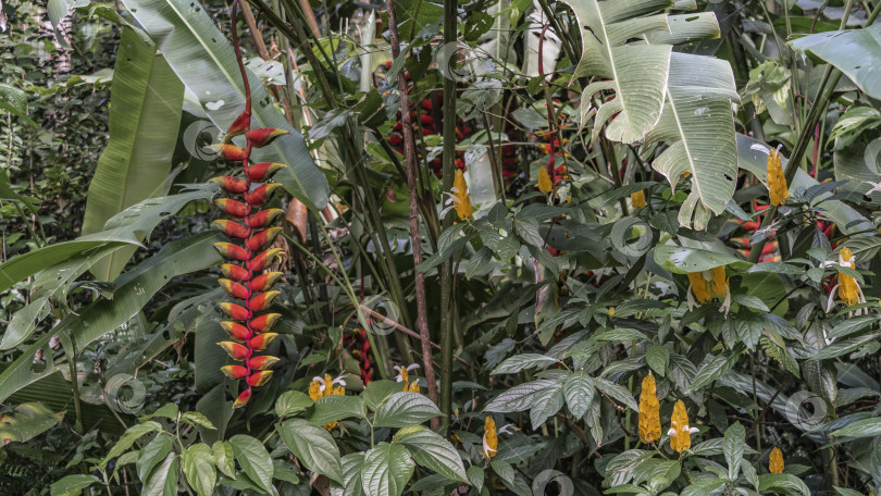 Скачать Яркие тропические цветы heliconia rostrata. фотосток Ozero