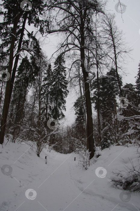 Скачать Зимний лес фотосток Ozero