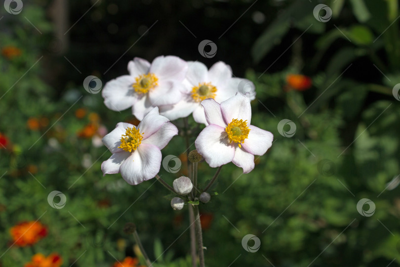 Скачать Белая анемона или ветреница (Anemone), цветущая в прекрасном зеленом саду фотосток Ozero