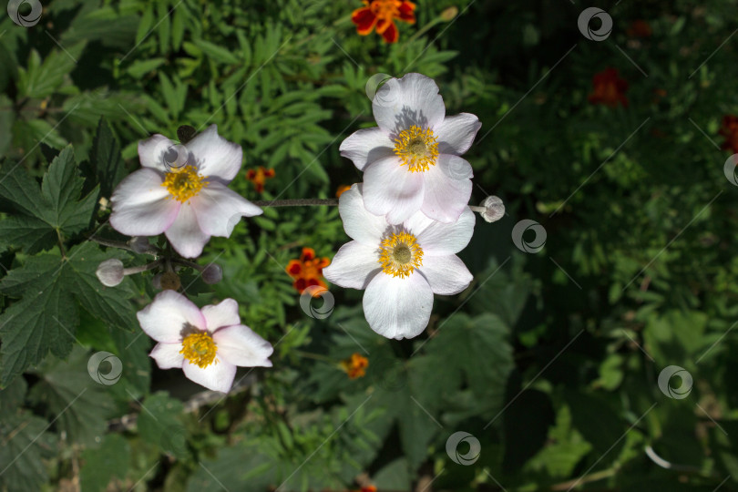 Скачать Белая анемона или ветреница (Anemone), цветущая в прекрасном зеленом саду фотосток Ozero