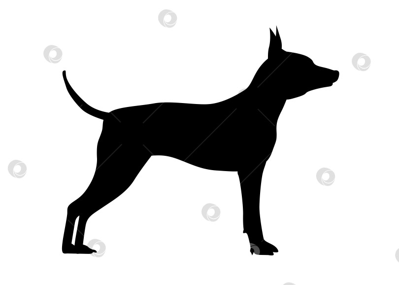 Скачать Американский голый терьер Вид сбоку на собаку американского голого терьера. Силуэт стоящей собаки фотосток Ozero