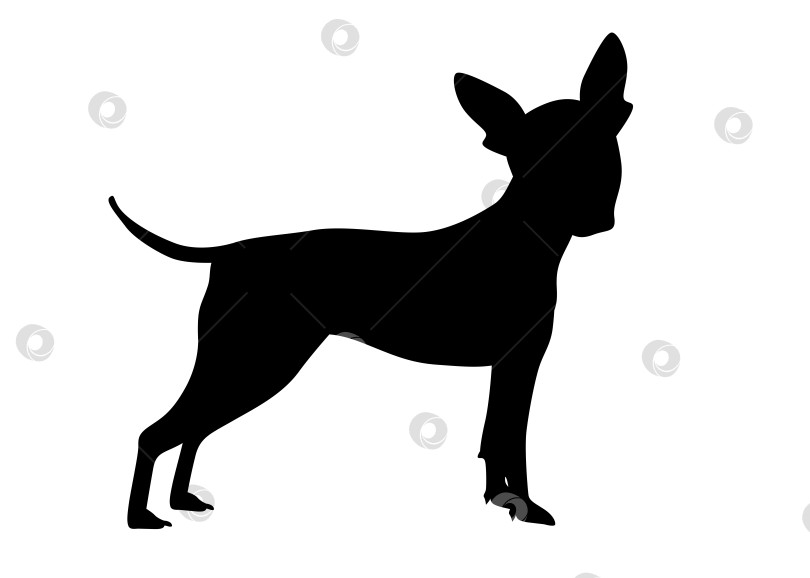 Скачать Американский голый терьер Вид сбоку на собаку американского голого терьера. Силуэт стоящей собаки фотосток Ozero