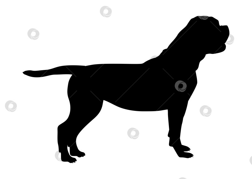 Скачать американский бульдог черный силуэт стоящей собаки фотосток Ozero