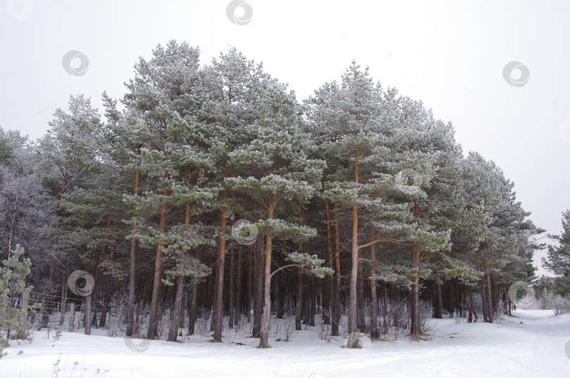 Скачать Зимний лес фотосток Ozero