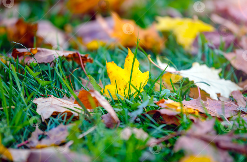 Скачать Фрагменты желтых и красных листьев, лежащие на траве в выборочном фокусе. Фон осенних листьев после листопада фотосток Ozero