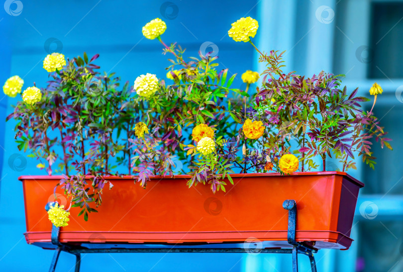 Скачать Длинный цветочный горшок в селективном фокусе с красивыми распускающимися цветами на балконе старого дома, поместья. фотосток Ozero
