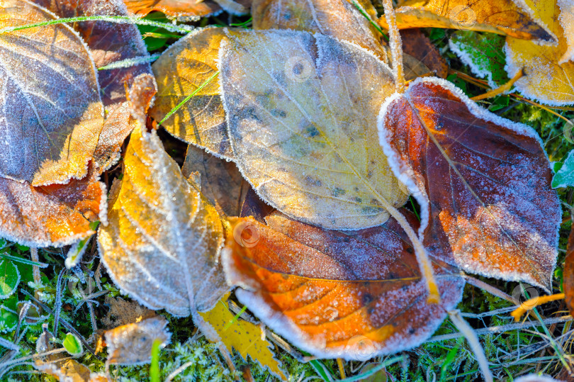 Скачать Желтые осенние листья в избирательном фокусе, покрытые инеем. Первые утренние заморозки в саду. Фон из замороженных листьев фотосток Ozero