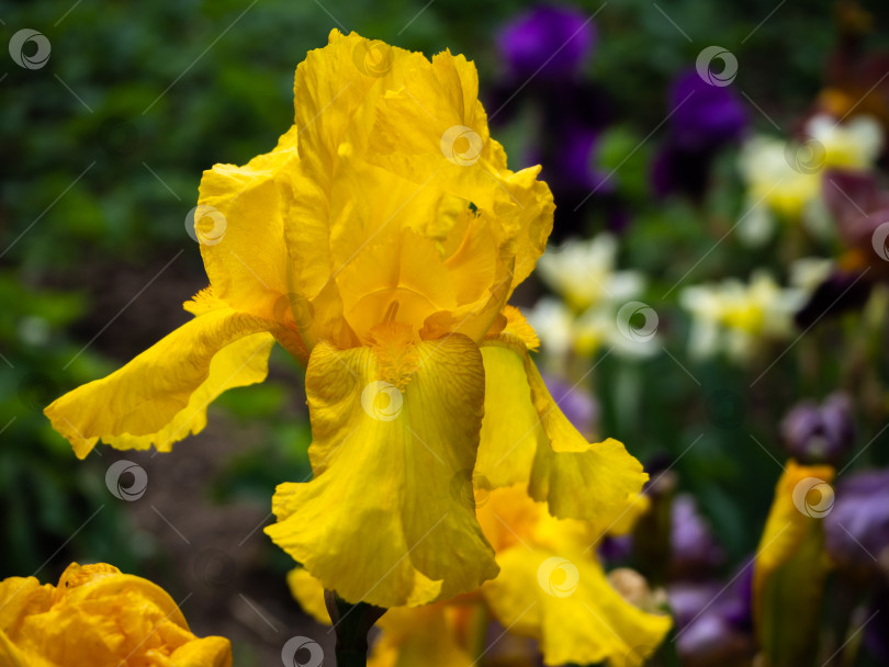 Скачать Красивый бутон желтого ириса на фоне размытого цветочного луга. фотосток Ozero