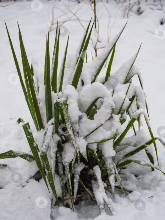 Скачать Зеленое растение Эремурус, или Ширяш, покрытое снегом. Зеленые листья садового растения, покрытые снегом фотосток Ozero
