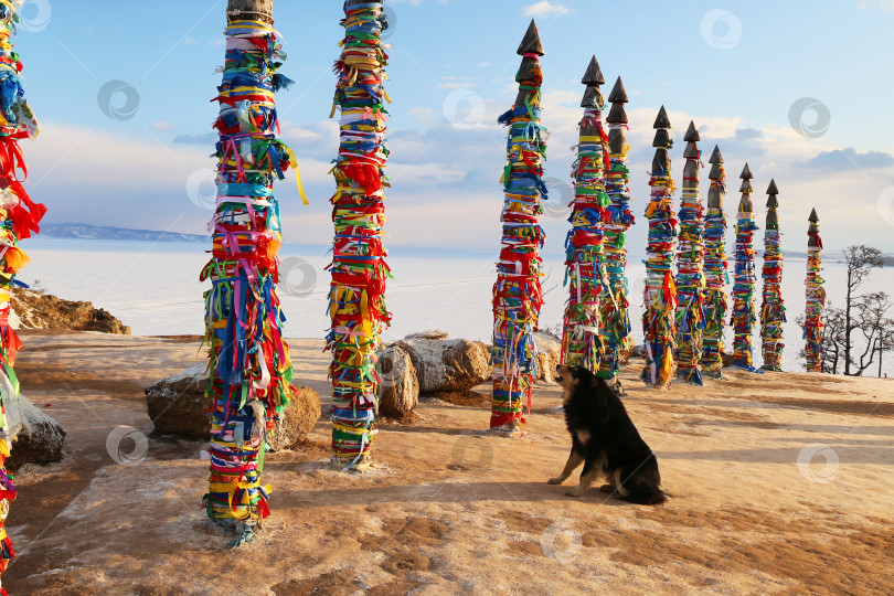 Скачать Собака сидит у деревянных ритуальных столбов с разноцветными лентами на мысе Бурхан. фотосток Ozero