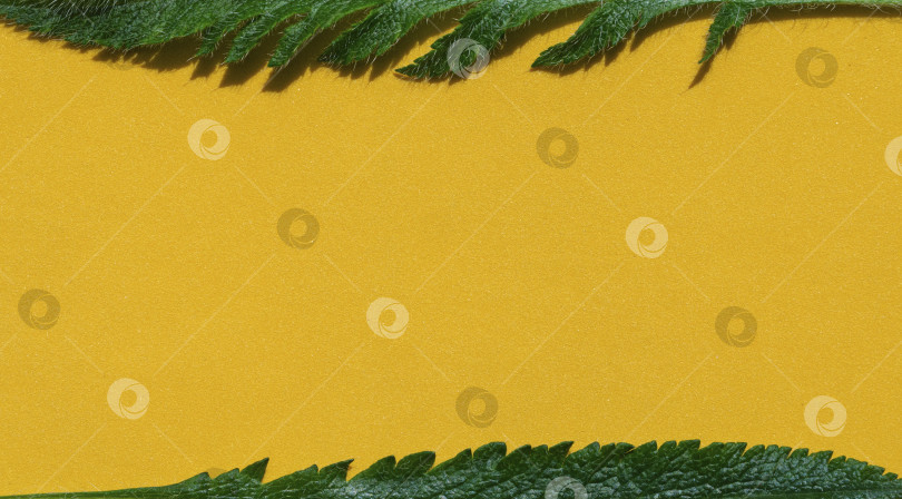 Скачать Летний желтый фон. Зеленые листья на желтом фоне. Плоский макет, вид сверху, место для копирования, баннер. Весенняя концепция фотосток Ozero