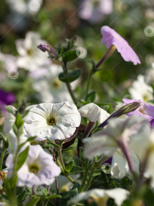 Скачать Белый цветок петунии на фоне размытых цветов с выборочным фокусом в центре. Нежный цветочный фон в пастельных тонах, праздничная открытка фотосток Ozero
