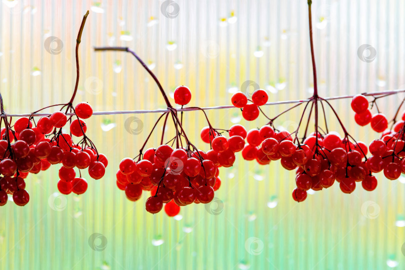 Скачать Красные спелые гроздья ягод калины в селективном фокусе висят на веревке. Сбор, заготовка, продажа ягод, осенний урожай. фотосток Ozero