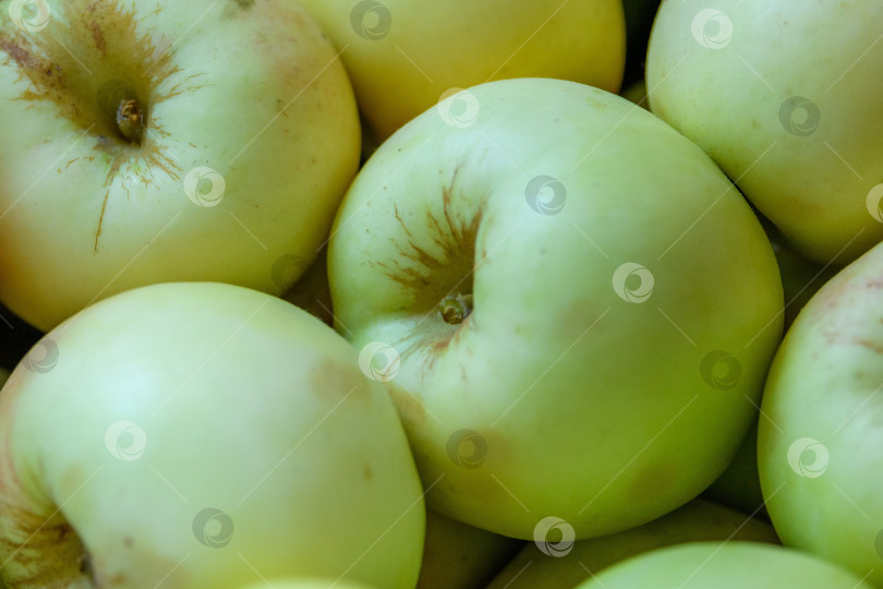 Скачать На рынке продаются свежесобранные зеленые яблоки. Осенний сбор плодов. фотосток Ozero