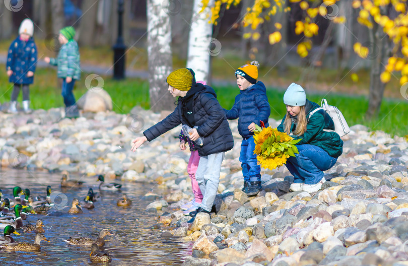 Скачать Череповец, Россия, 16 октября 2022 года мальчик-школьник радостно кормит уток на берегу пруда в осеннем городском парке на фоне золотистых листьев. фотосток Ozero
