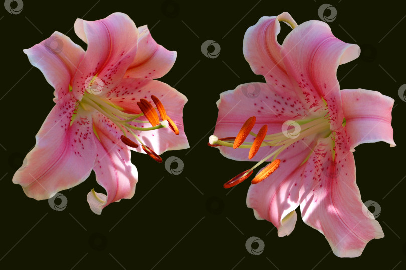 Скачать Две изолированные розовые лилии на темном фоне фотосток Ozero