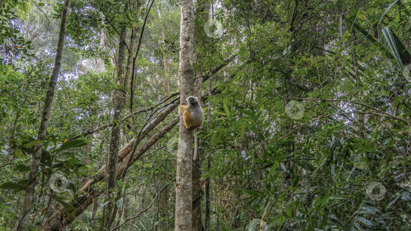 Скачать Лемур сифака сидит на дереве фотосток Ozero