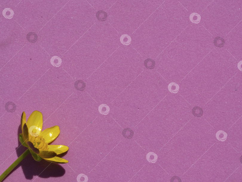 Скачать Желтый цветок на розовом фоне с пространством для текста и ваших идей. Плоская планировка, вид сверху фотосток Ozero